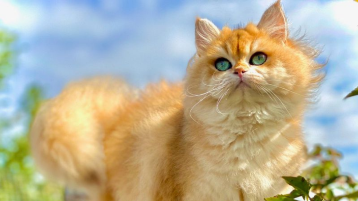 13 Adorable Round-Faced Cats That Will Steal Your Heart