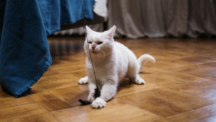 13 Proven Tricks to Stop Your Cat’s Nighttime Zoomies