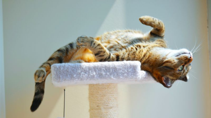 15 Adorable Cat Pictures Who Are Living the Dream (and Loving Every Minute of It)