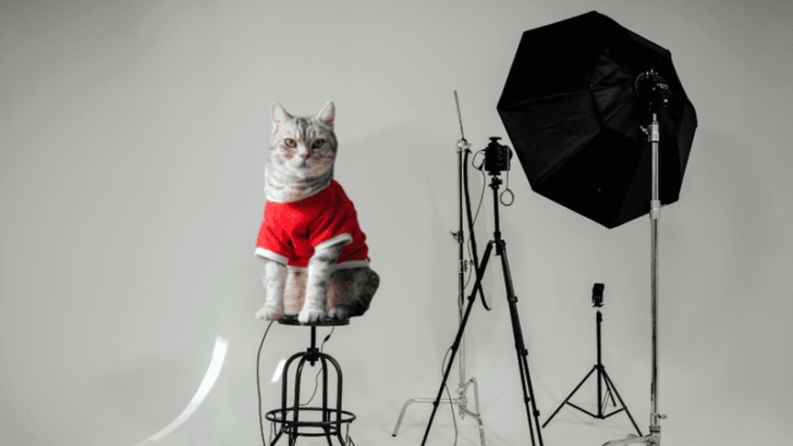 15 Benefits of Joining a Cat-Centric Social Network