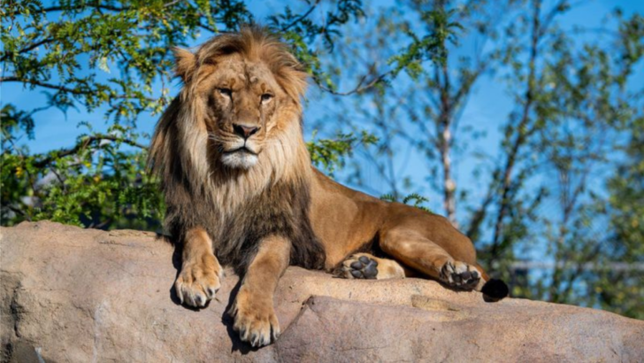 15 Big Cats Making a Powerful Comeback in the Wild