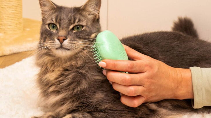 15 Budget-Friendly Grooming Tips for Cat Enthusiasts