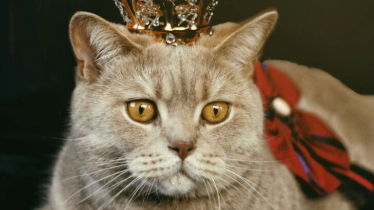 15 Cat Breeds That Suit Introverted Lifestyles