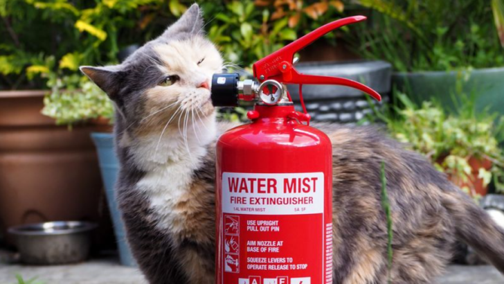 15 Fire Safety Tips – How Can You Protect Your Cat in an Unexpected Emergency?