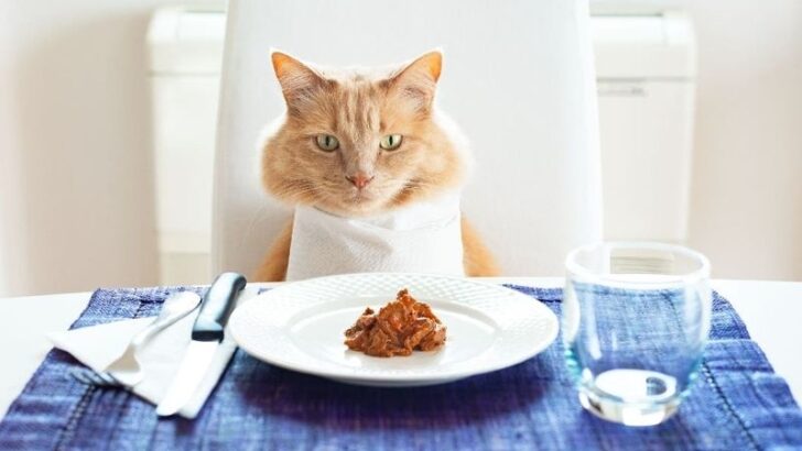 15 Cat Food Myths Uncovered – Sorting Reality from Rumors