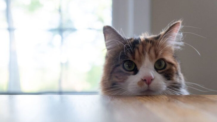 15 Clever Strategies to Stop Your Cat from Invading Your Counter