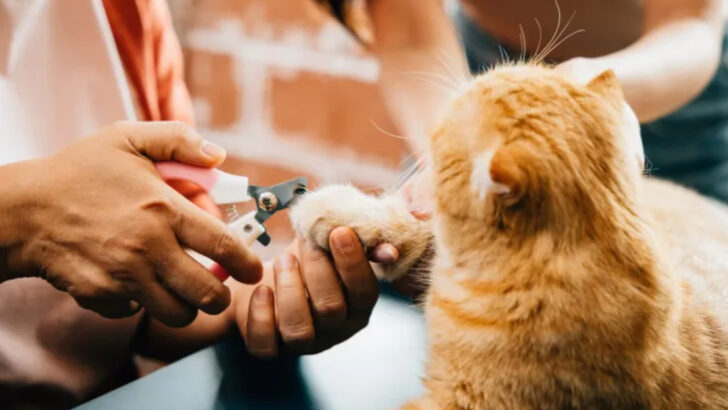 15 Expert-Approved Tips for Safely Trimming Your Cat’s Nails at Home