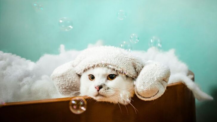 15 High-End Cat Wellness Pros – Discover How Spa Escapes Benefit Your Feline