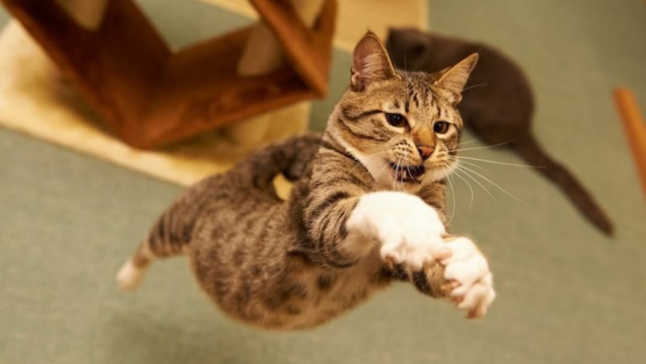 15 High-Energy Cat Breeds for Endless Entertainment