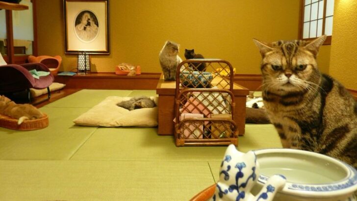 15 Must-Visit Cat Cafés Around the Globe – A Feline Fanatic’s Ultimate Guide