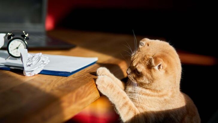 15 Remote Work Essentials – Designing a Cat-Approved Home Office