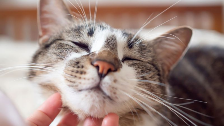 15 Signs Your Cat Has Accepted You as Family (And 5 That Show You’re Still a Stranger)