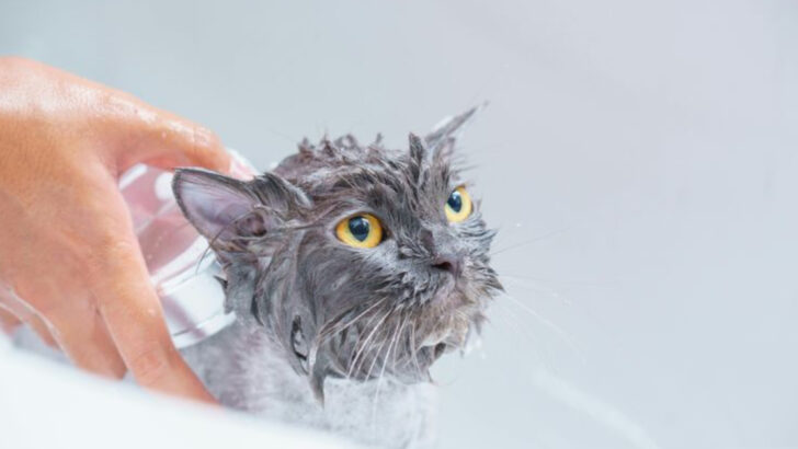 15 Steps to Craft a Clawless Cat Bath Ritual