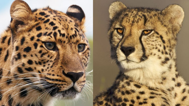 15 Surprising Differences Between Cheetahs and Leopards You Didn’t Know