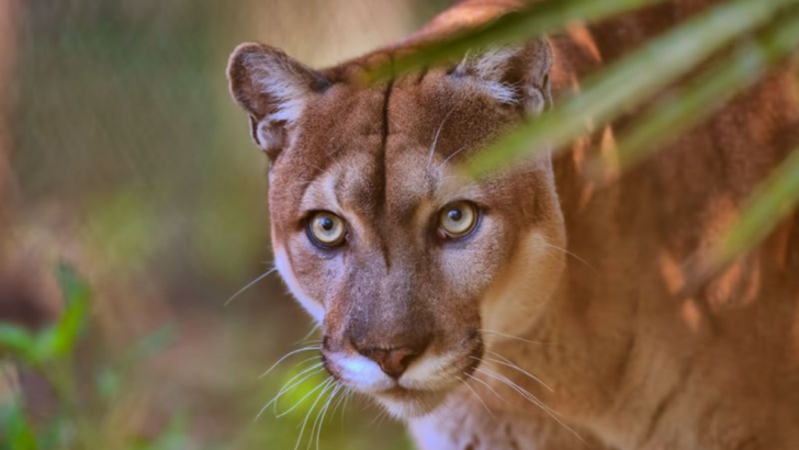 15 Surprising Insights Into the World of Cougars