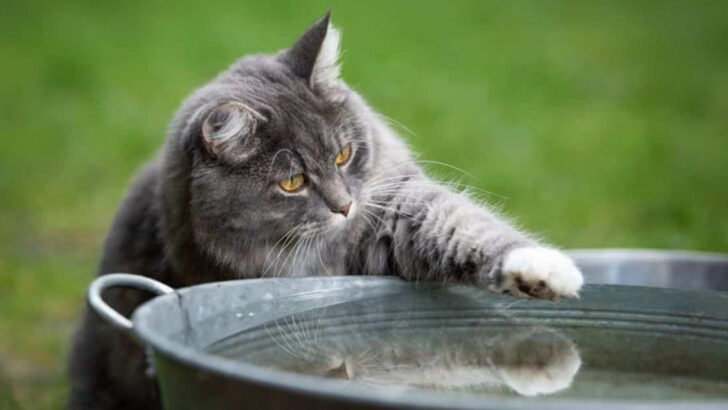 15 Things You Didn’t Know About Cat Paws – Anatomy & Care Explained