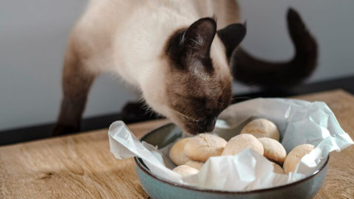 15 Tips for Breed-Specific Cat Nutrition