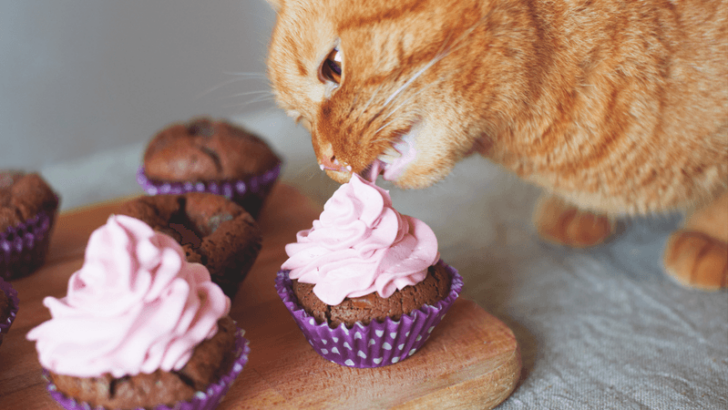 15 Tips to Balance Your Cat’s Diet and Avoid Extra Pounds