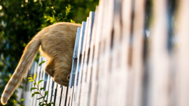 15 Ways City Cats Adapt to Urban Adventures