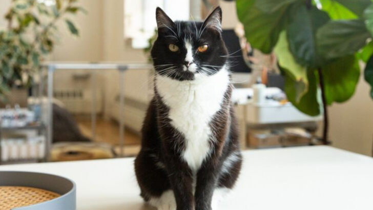 15 Ways Sassy Tuxedo Cats Show Their Intelligence and Learning Skills