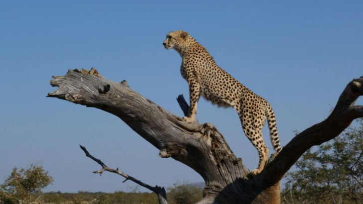 15 Wild Cats That Leap Higher Than You Imagine