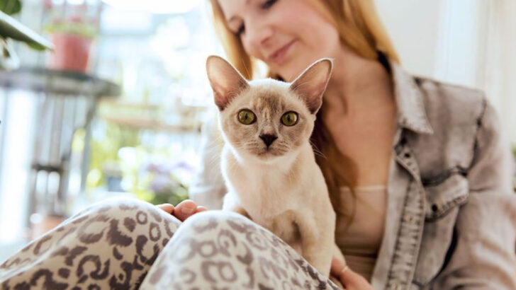 15 Cat Breeds That Warm Up to New People in No Time