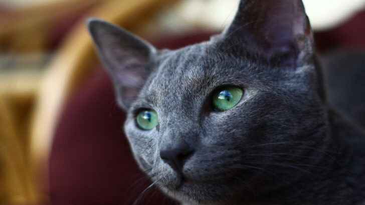 15 Cat Breeds With The Most Uniquely Beautiful Eyes