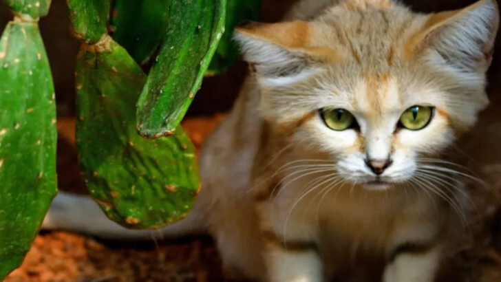 15 Cats You Shouldn’t Keep as Pets – Here’s Why!