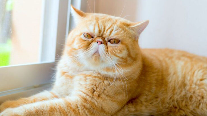 15 Cool Facts About Your Orange Persian — The Garfield of the Cat World