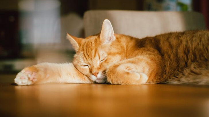 15 Emotional Ways Cats Communicate Their Farewell Before Passing Away