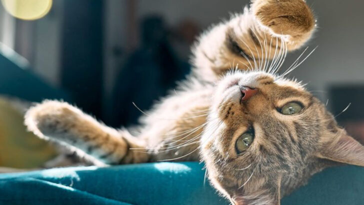 15 Heartwarming Ways Cats Let You Know They’re Happy