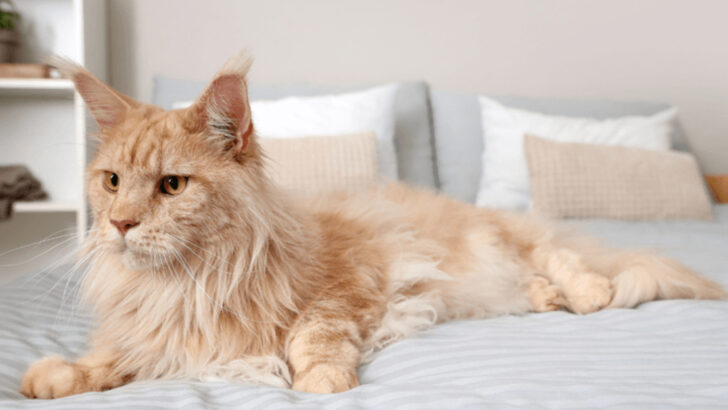 15 Reasons Why a Maine Coon Cat Is a Bad Choice