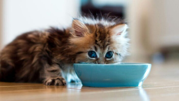 15 Tasty Foods to Get Your Sick Cat Eating Again