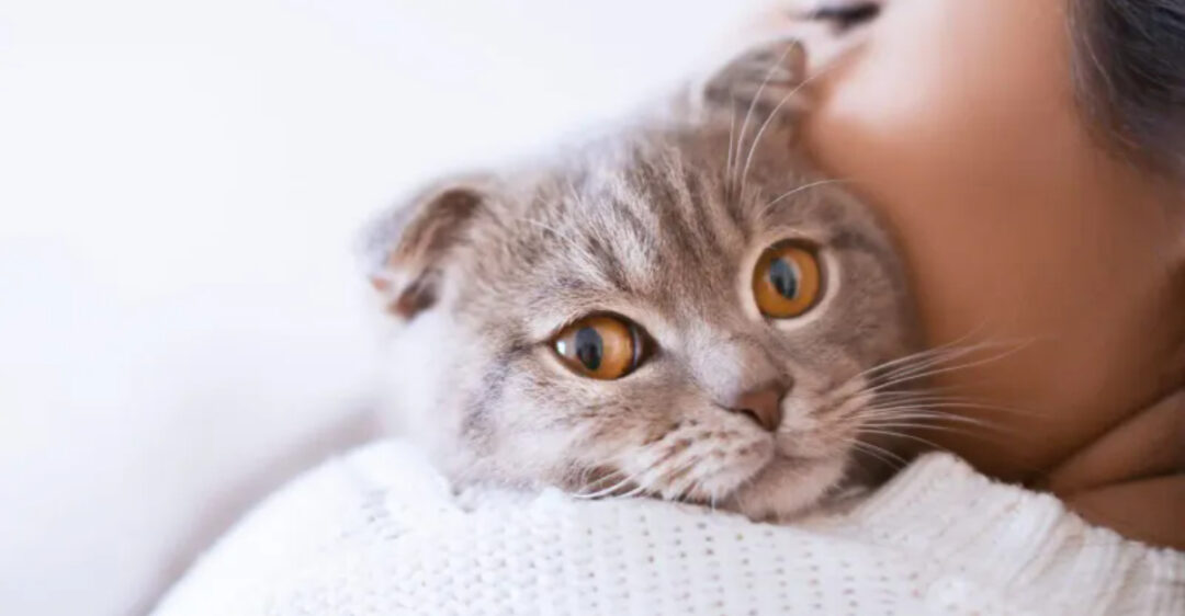 15 Undeniable Reasons Why Cats Make Better Pets Than Dogs