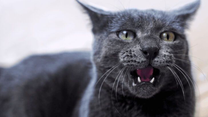 15 Warning Signs of Rabies in Cats (and How to Handle Them)