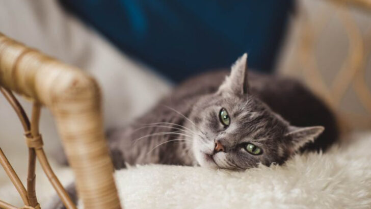 15 Ways Artificial Additives Affect Your Cat’s Health