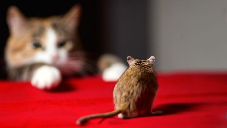 16 Cats That Could Put Pest Control Companies Out of Business