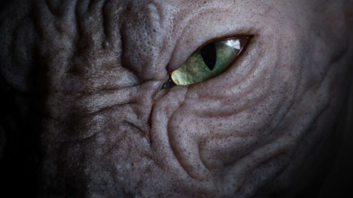 16 Cat Photography Tips for Capturing Perfect Moments