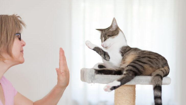 16 Do’s and Don’ts to Train Your Cat the Right Way