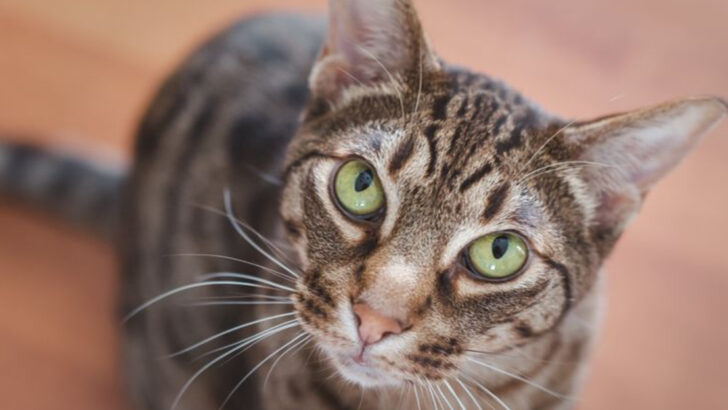 20 Reasons to Believe That Ocicats Are, at Their Core, Domestic Wildcats