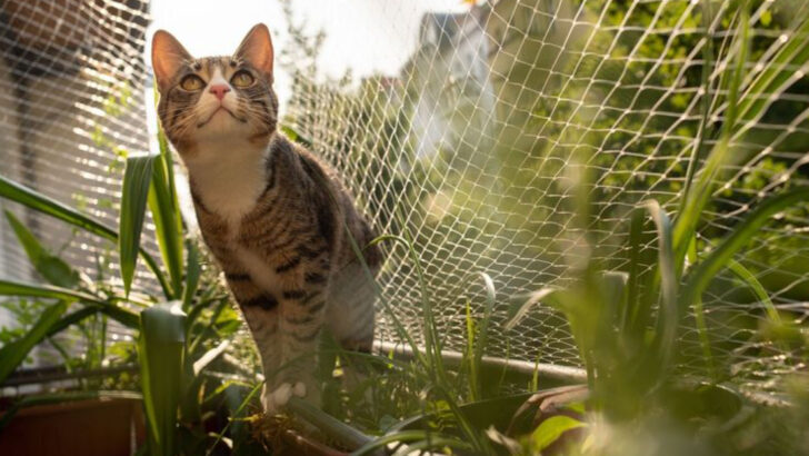 20 Catty Tricks to Make Your Balcony a Feline Fortress