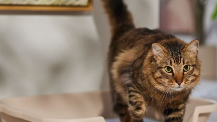 24 Things Every Senior Cat Needs—And Will Thank You For