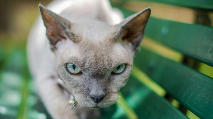 9 Cats at Genetic Risk & 9 Breeds Built for Longevity