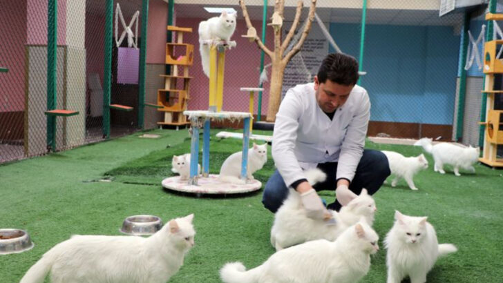 9 Red Flags That Scream “Avoid This Cat Breeder”
