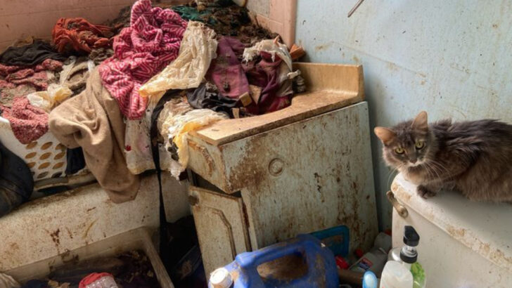 9 Signs a Cat Lover Might Be Crossing Into Hoarding Territory