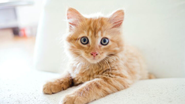 9 Ways Early Neutering Affects a Cat’s Behavior and Body