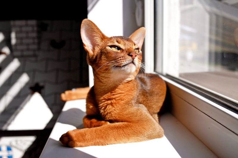 Abyssinian