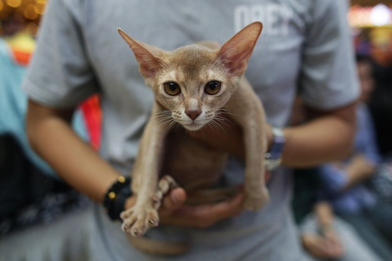 Abyssinian