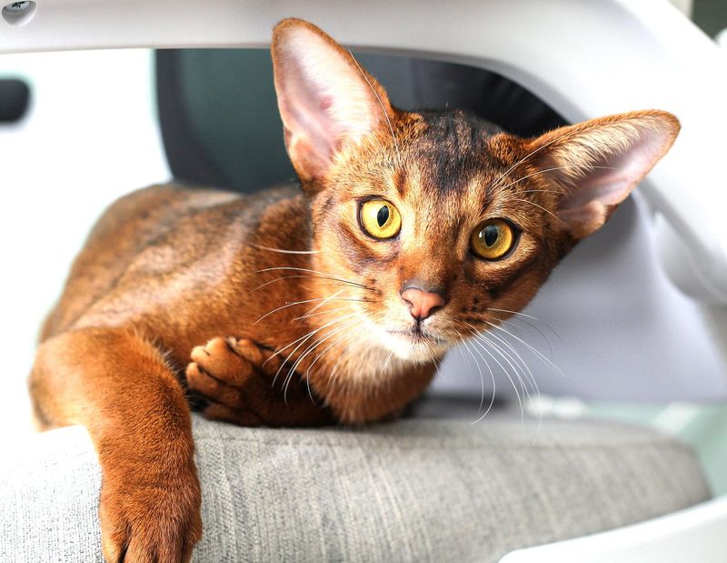 Abyssinian