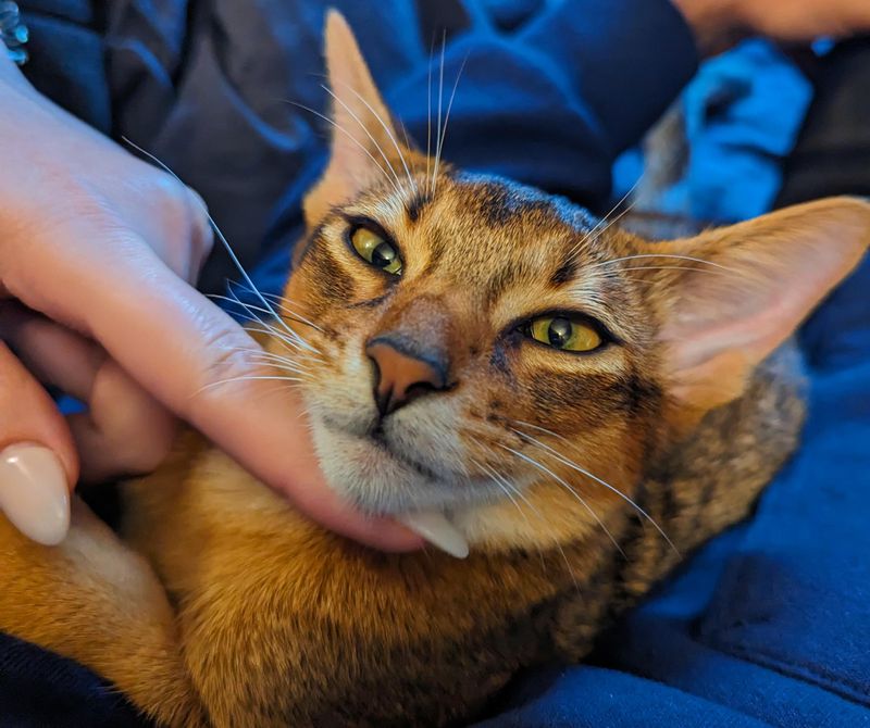 Abyssinian